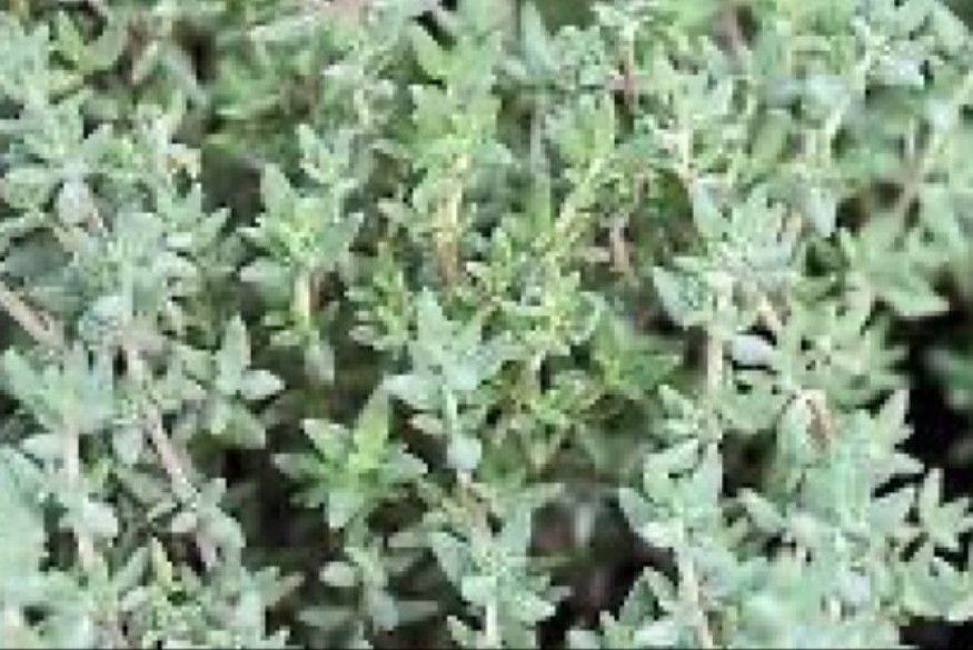 Les Grands s'amusent # 13  octobre 2022 - Les plantes au fil du temps