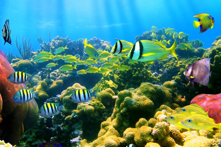 Les arènes de l'écologie #26 - Emission du 18 juin 2025 - Océans, quelles perspectives après Nice ?